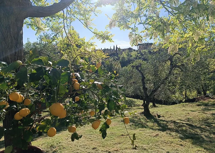 Le Massucce