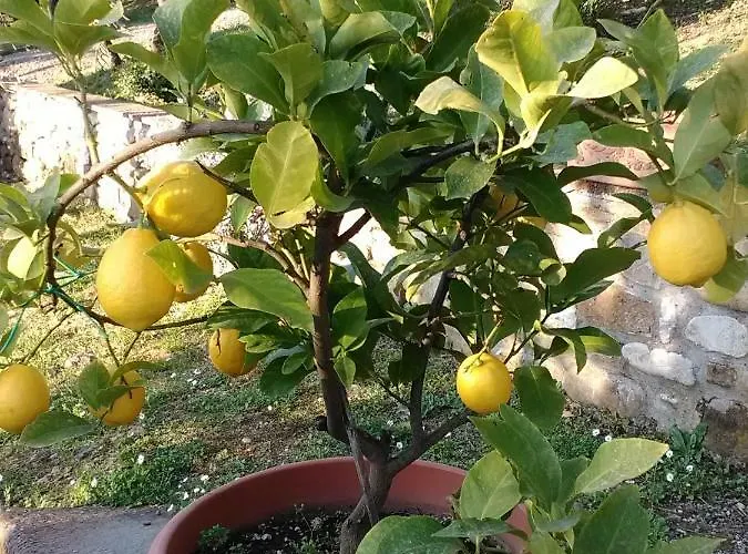 Сasa de vacaciones Le Massucce *