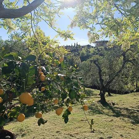 Le Massucce