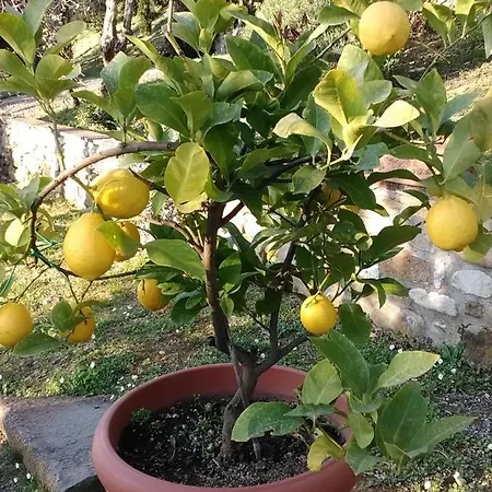 Casa vacanze Le Massucce *